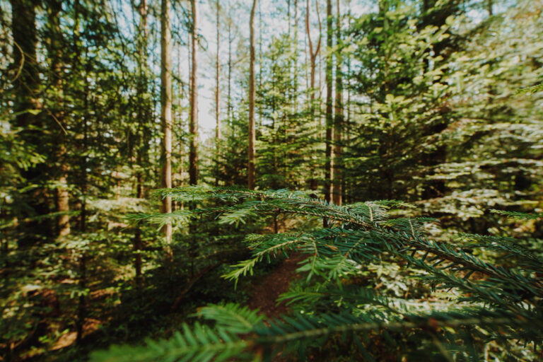 forest